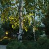 507828a3e24a0cdd6cf1e85af4a2d839 6648/6WA3 NATURE ODL25 687 черный/металл Фасадный поворотный светильник на 360° IP67 LED CREE 6W 3000K 30° AC85-265V STIMA