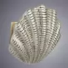 Настенный светильник Arte Lamp SHELL A1412AP-1SA